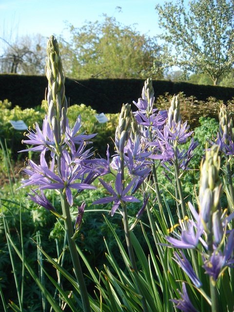 Camassia leichtlinii 'Atrocaerulea' (2)